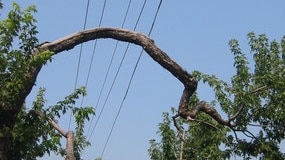 power lines near tree