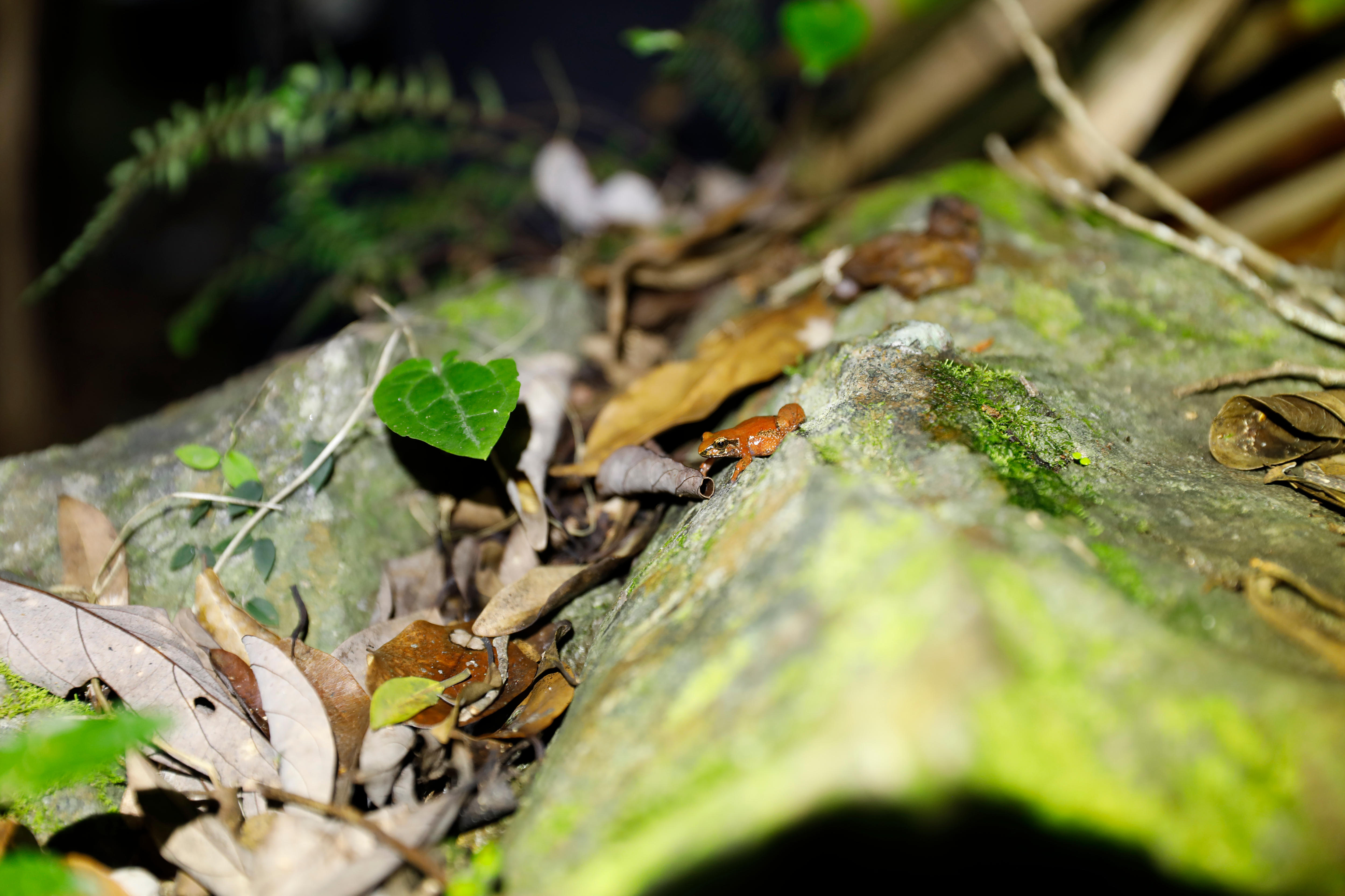 A tiny orange and black frog sits on a green mossy rocky