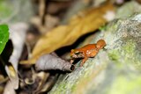 A tiny orange and black frog sits on a green mossy rocky