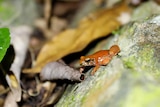 A tiny orange and black frog sits on a green mossy rocky