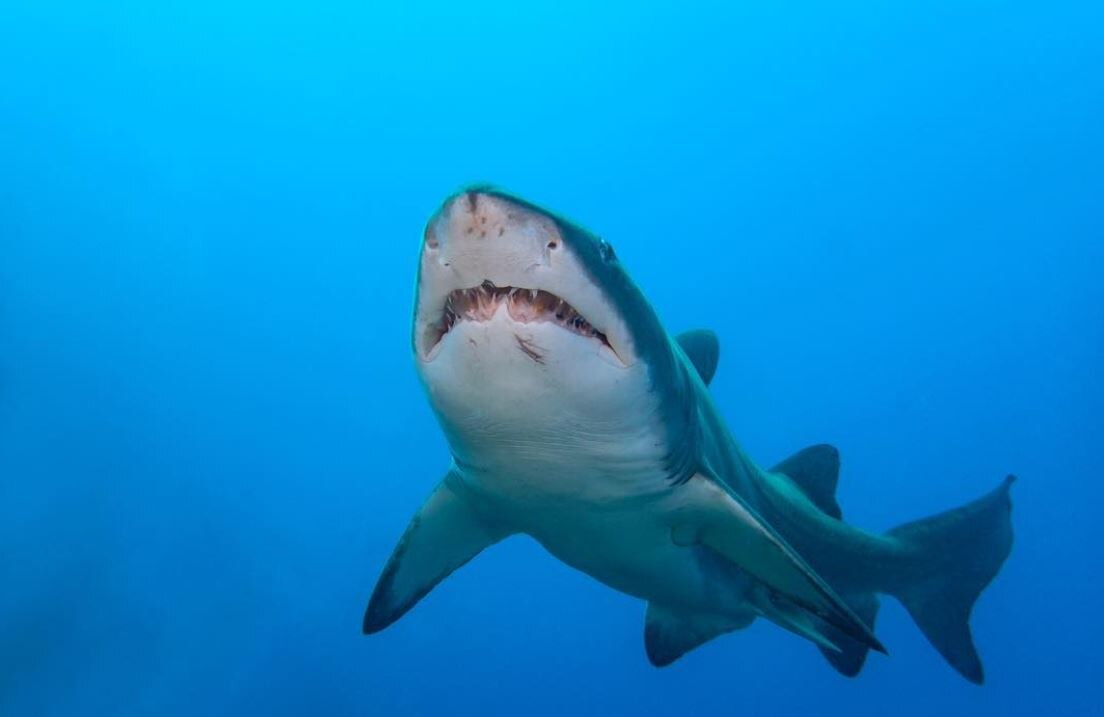 Endangered grey nurse shark population slowly increasing on Australia's