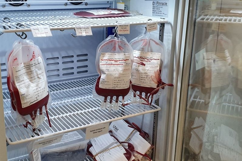 Blood from pet blood donors in the fridge.