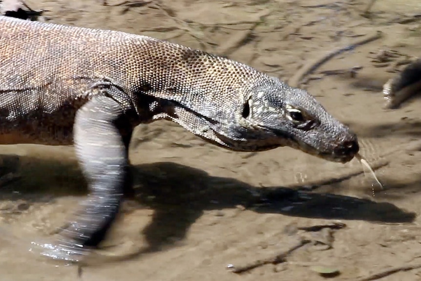 A komodo dragon walks along a stream on Rinca Island in Flores in Indonesia.