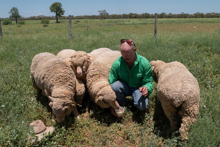 A man crouches in a green paddock, surrounded by sheep.