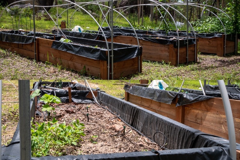 Composite image of plants growing in garden beds on rural property