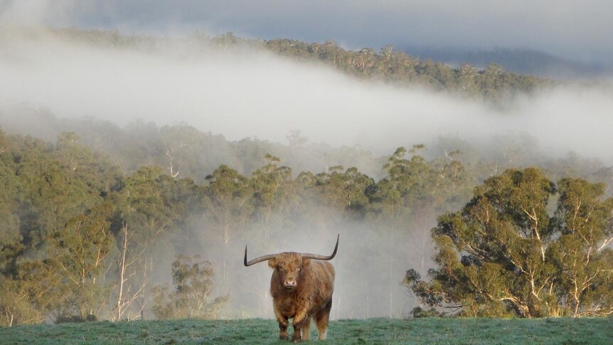 A Scottish highland cow stands in front of a layer of mist sitting over the Tarago State Forest