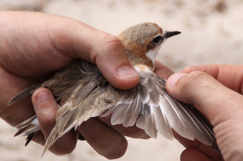 A red-capped plover is checked before being banded.