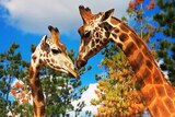 Giraffe love: Mzungu and Shaba at the National Zoo and Aquarium in Canberra.