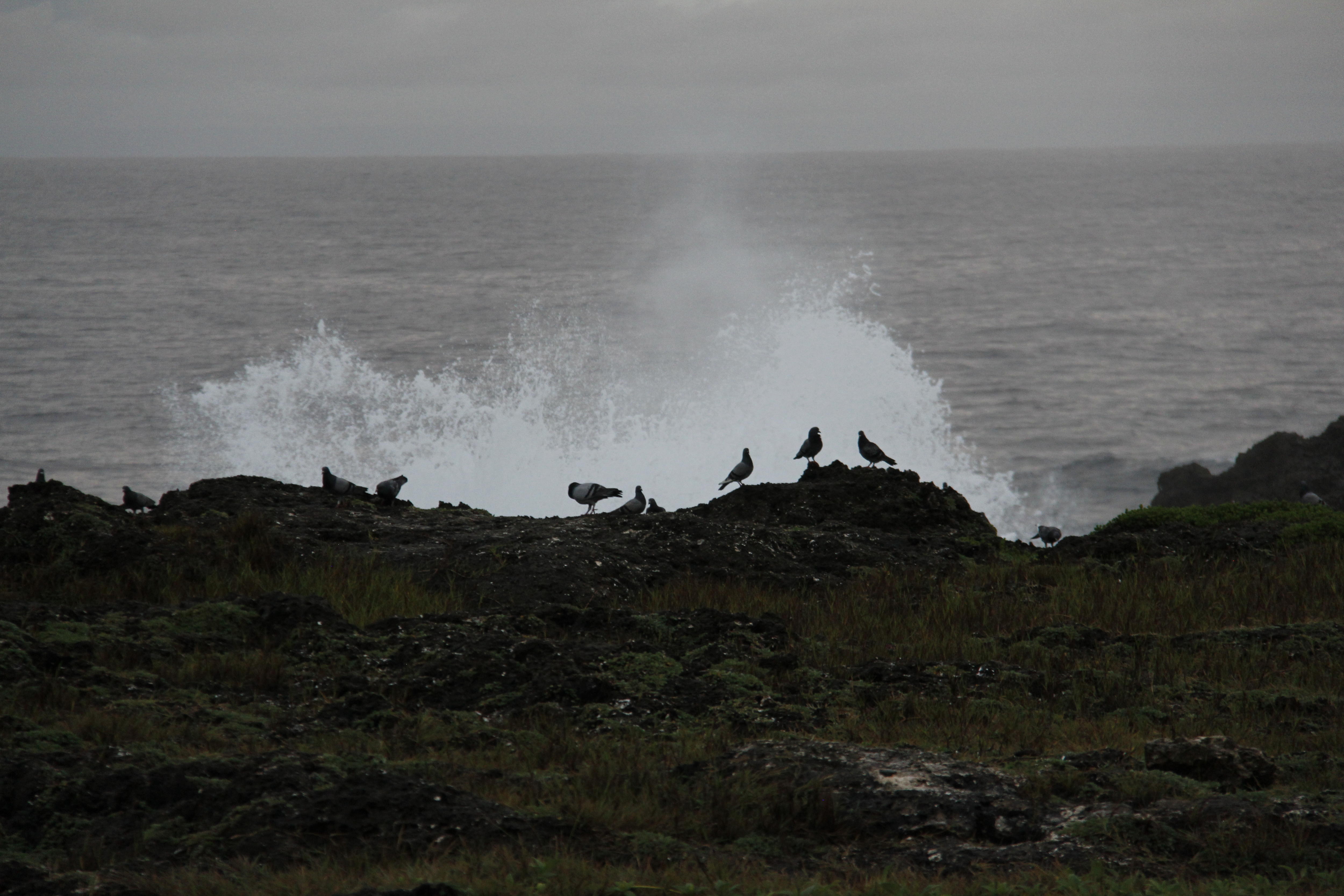 The lessons migratory birds can teach us across the Pacific and how one ...