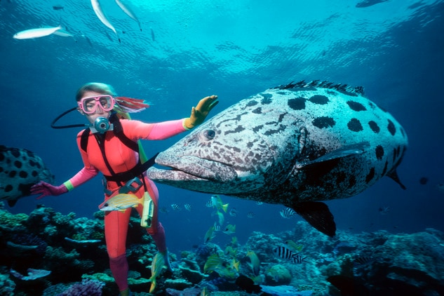 An underwater photo of a woman in a pink wetsuit reaching her hand out to touch a large cod fish.