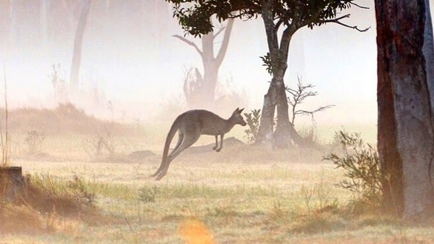 Kangaroo hops in the mist