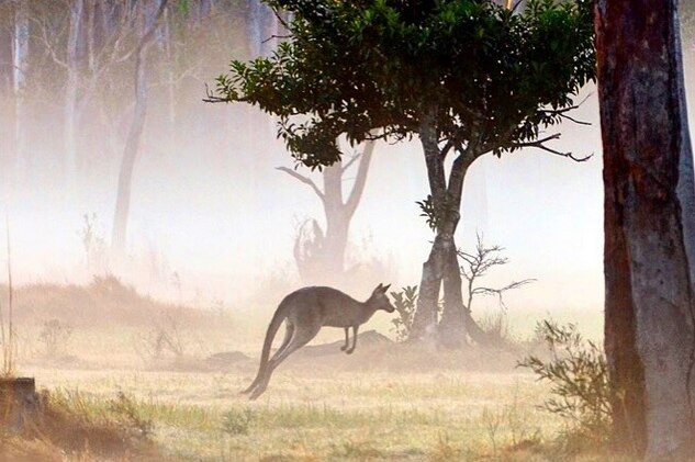 Kangaroo hops in the mist