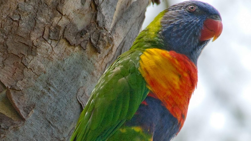 Rainbow lorikeets use tree hollows created by termites to nest in.