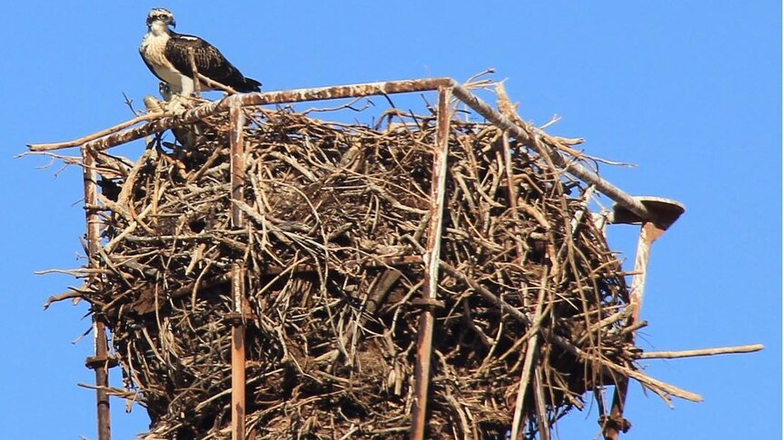 Big bird on tower where huge nest built