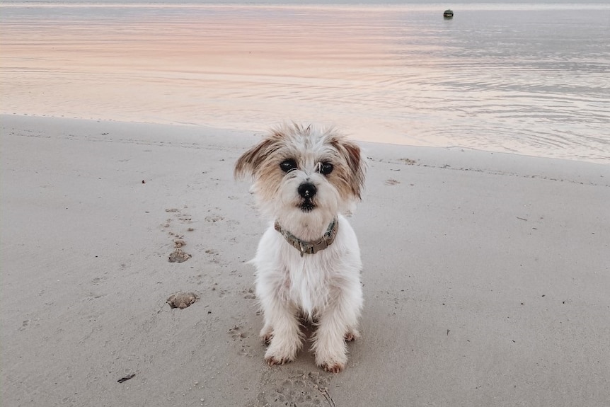 Pictured is Mickey the dog on a beach at sunset