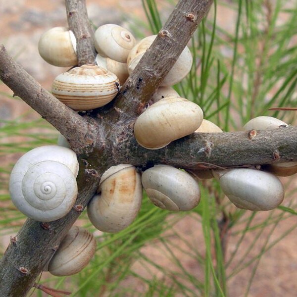 white garden snails on tree branch