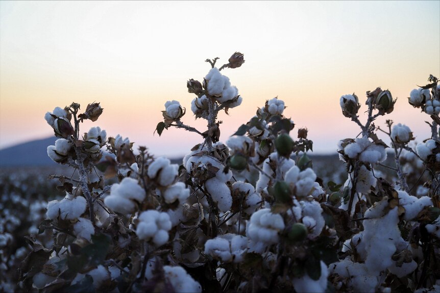 A cotton crop.