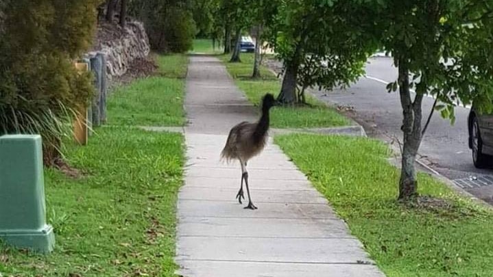 An emu walking down a neighbourhood footpath