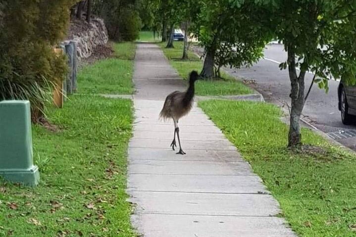 An emu walking down a neighbourhood footpath