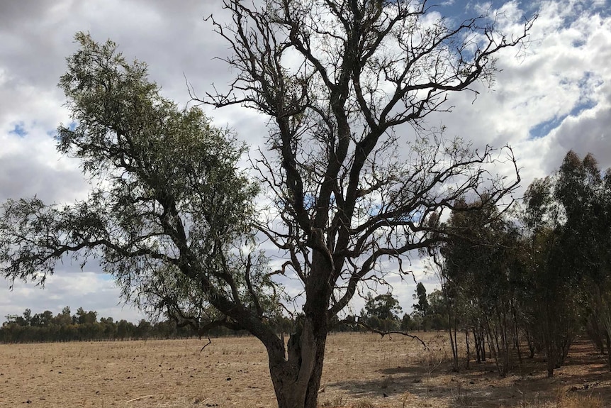 A tree in a paddock missing a significant portion of its leaves.