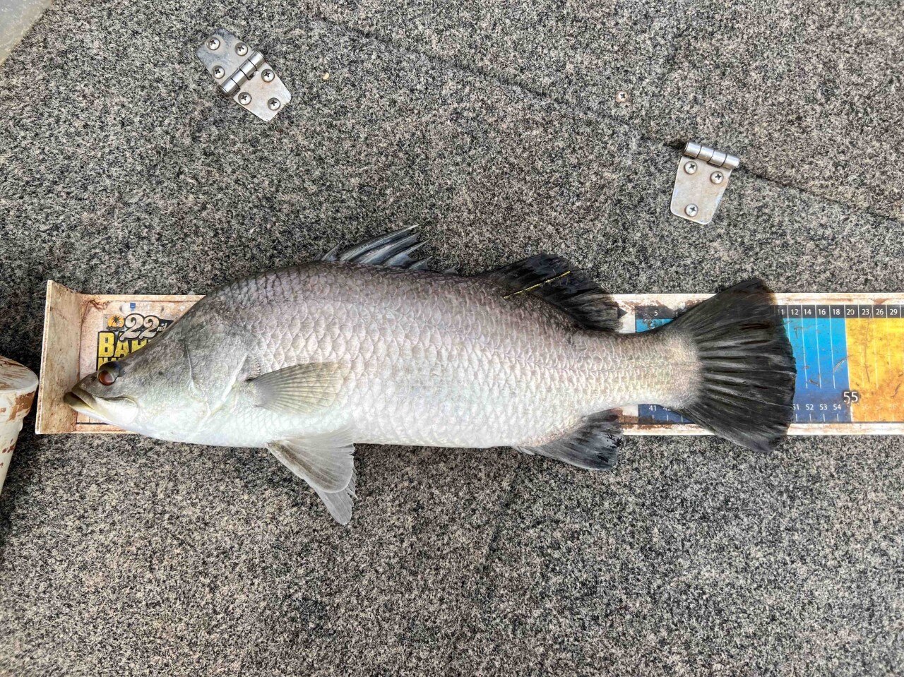 Large silver barramundi with red eyes and yellow tag.