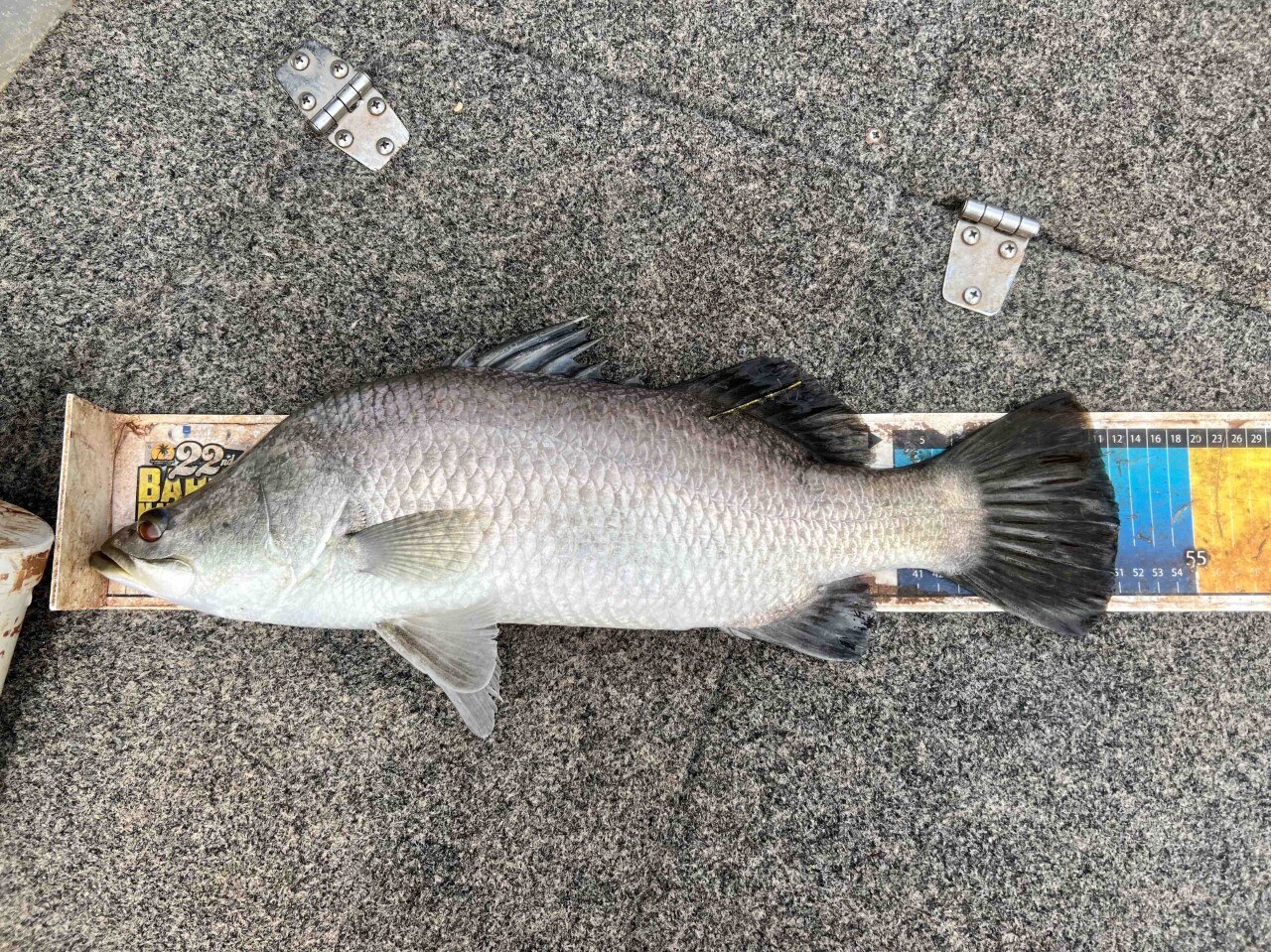 Barramundi