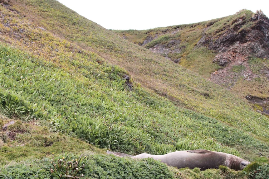 A seal's bed of rest