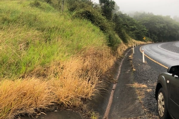 Orange and  burnt grass on the side of the Gillies highway