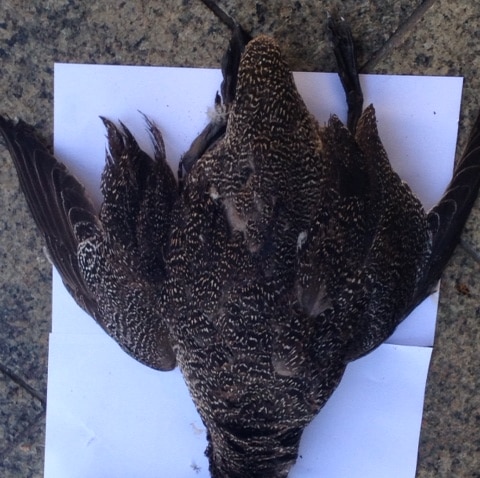 endangered freckled duck