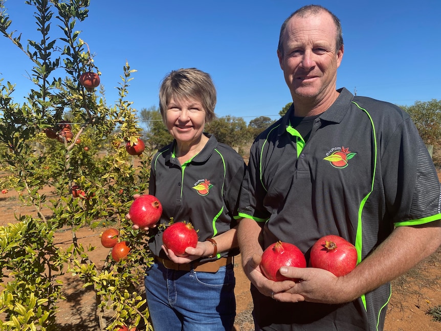 A woman and a man holding red pomegranates in their hands in front of a pomegranate tree on a farm.