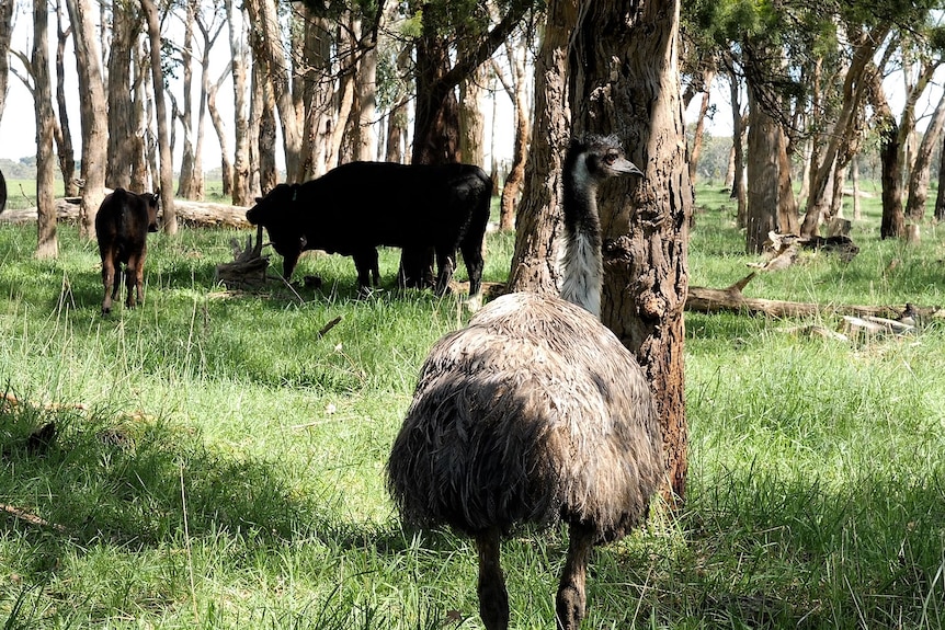 An emu standing with cows in a lush green paddock with eucalypt trees