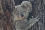 A koala in a gumtree looks at the camera