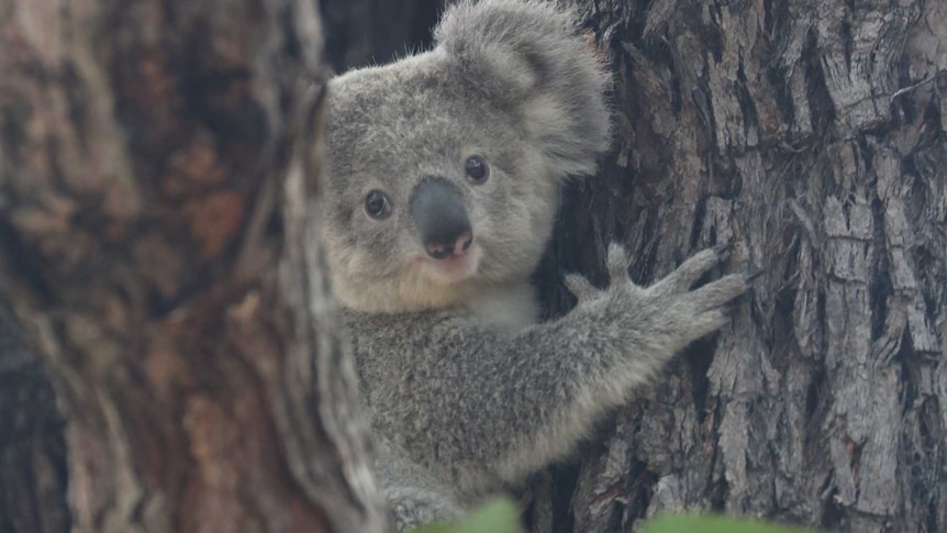 A koala sits in a tree.