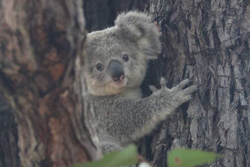 A koala in a gumtree looks at the camera