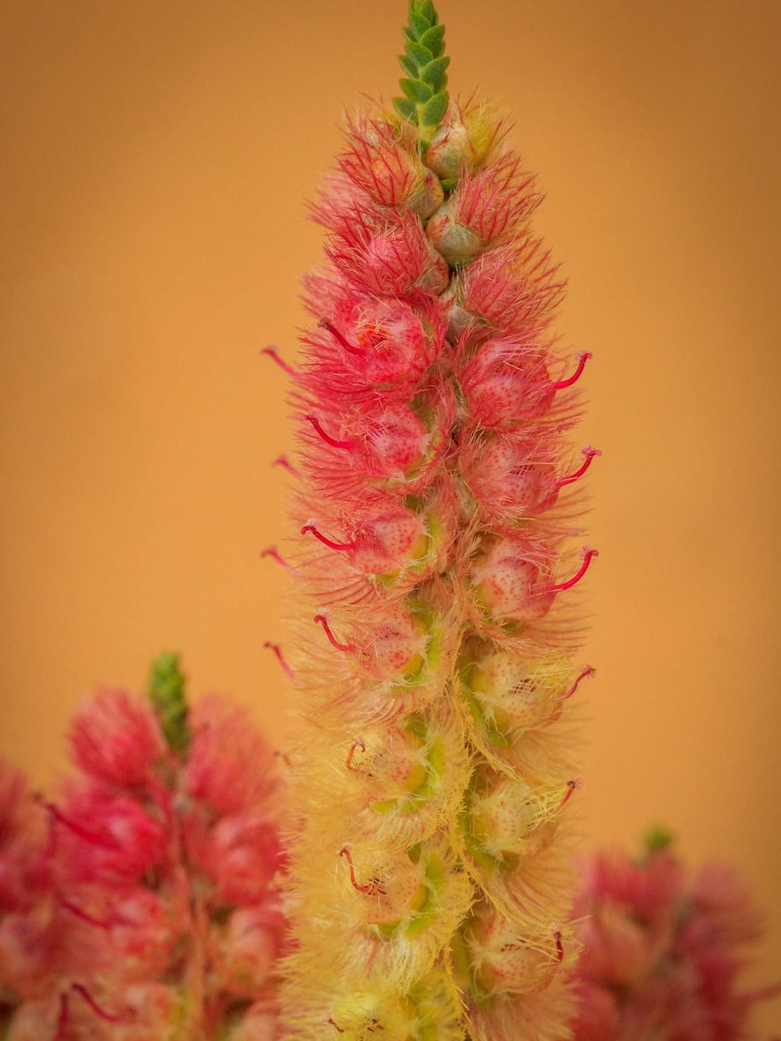 A vertical string of flowers with pink at the top and yellow at the bottom sit before an orange backdrop