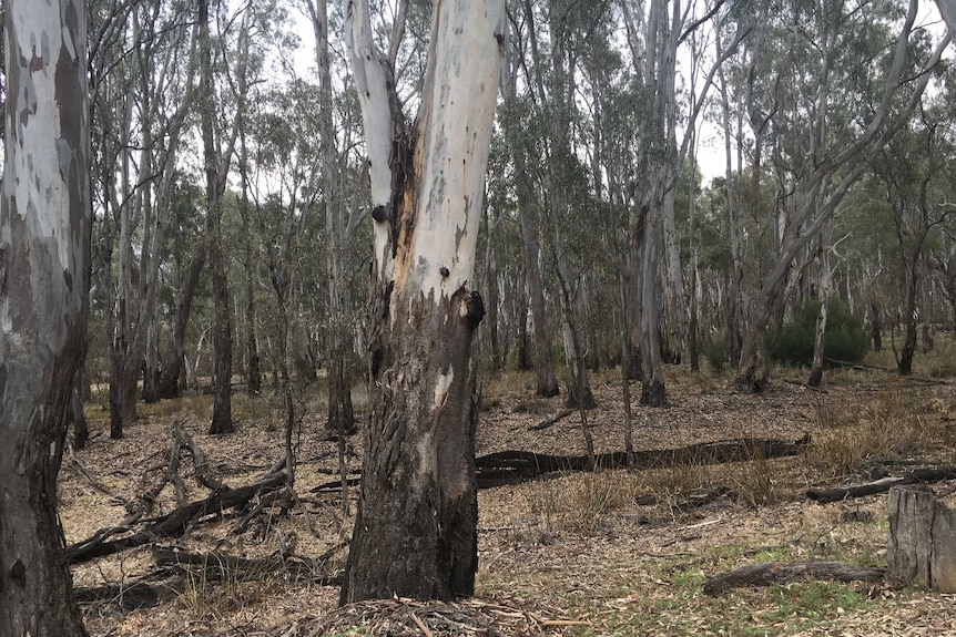 Red gum forest in the Murray Valley National Park near Mathoura