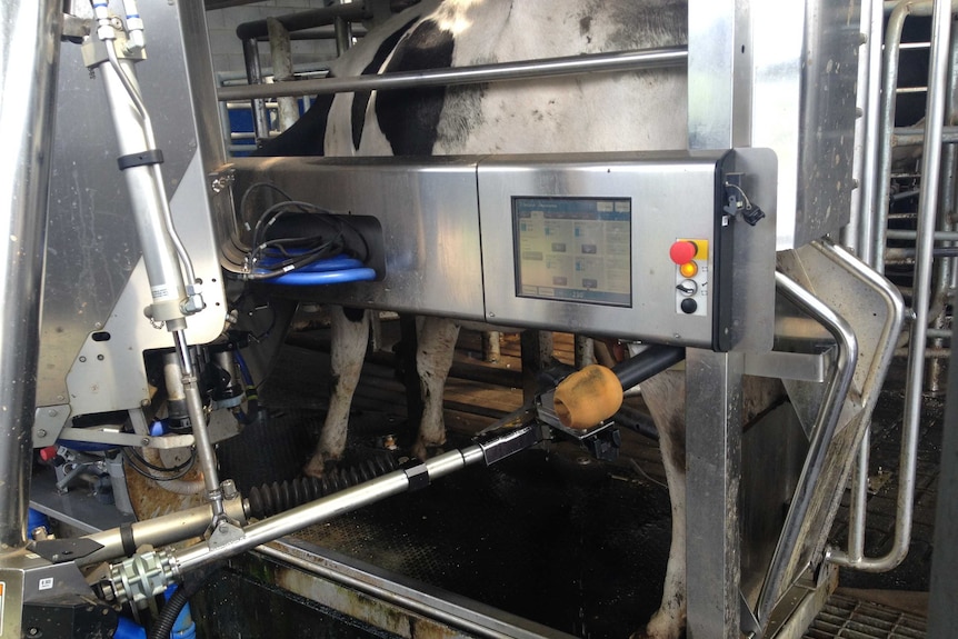 A cow being milked by a robotic system