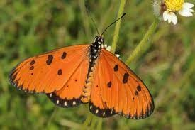 orange butterfly with black spots sits on bush