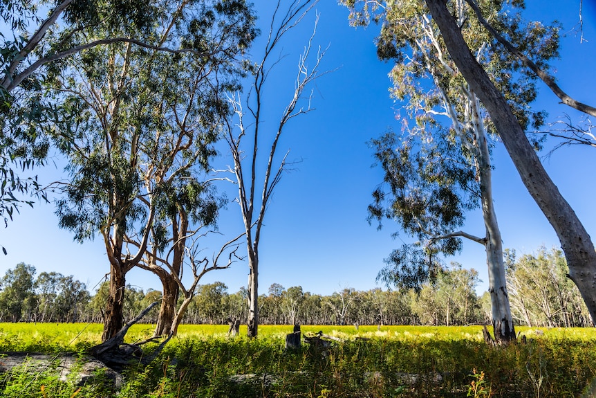 In the foreground of this image are healthy gum trees, behind which is a green meadow and more gum trees.