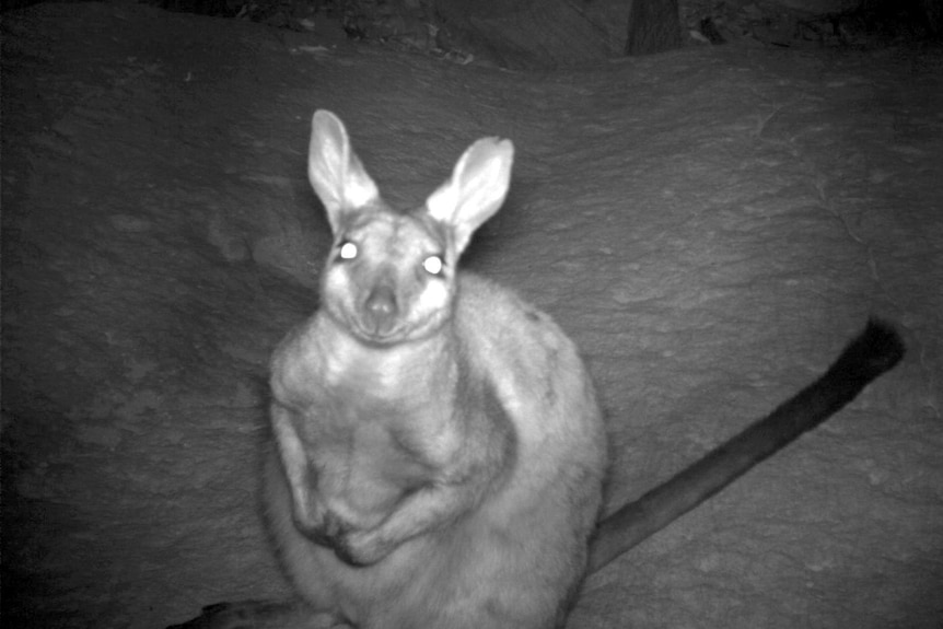 Black and white photo of a wallaby.