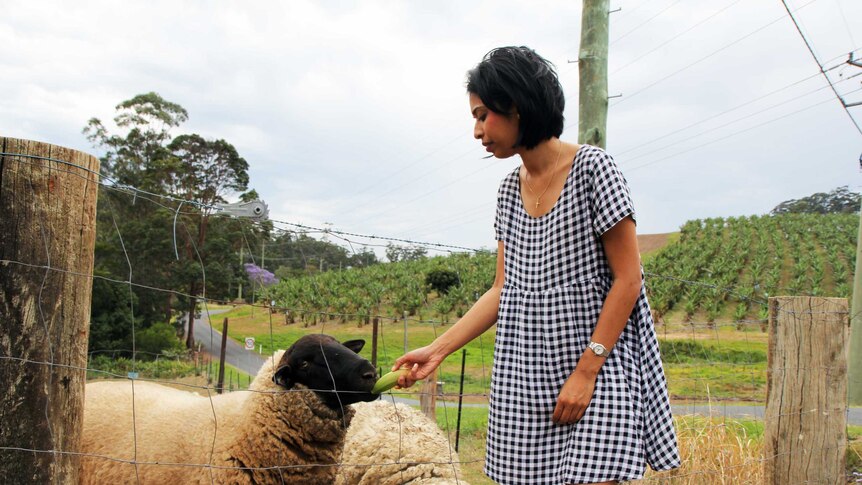 Carla's boyfriend gave her 24 sheep as a birthday present one year. There are now over 35.