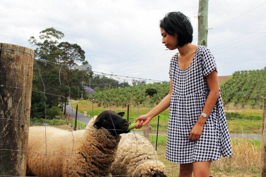 Carla's boyfriend gave her 24 sheep as a birthday present one year. There are now over 35.