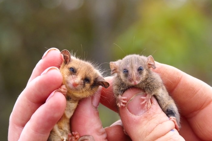 A beige and a grey possum being held by two different hands