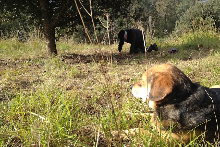 Cooper the beagle kelpie rests while Bruce unearths a truffle.