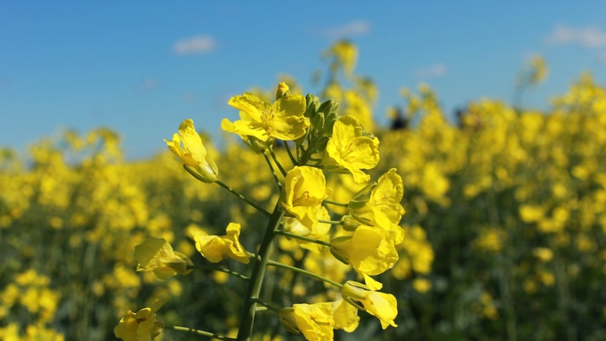 A canola flower