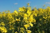 A canola flower