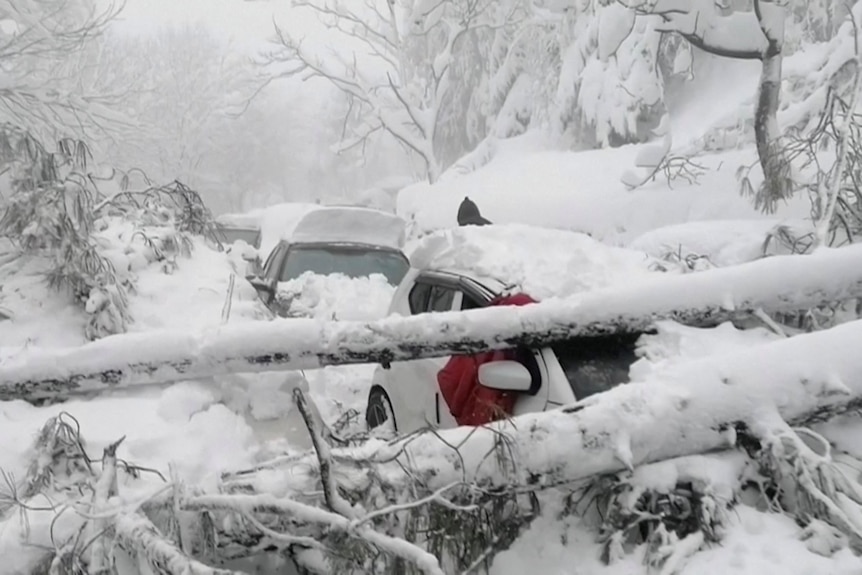 Vehicles stuck under fallen trees are seen on a snowy road.