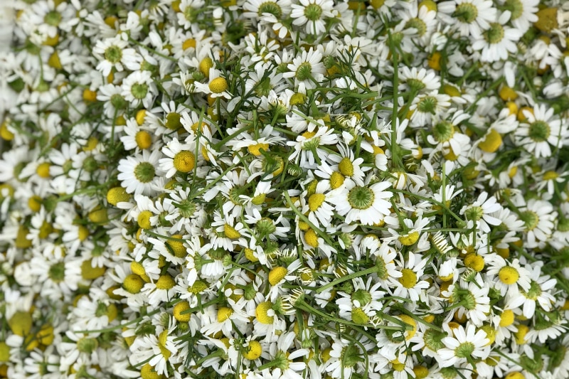 Handpicked flowers at Jurlique farm in the Adelaide Hills, SA.