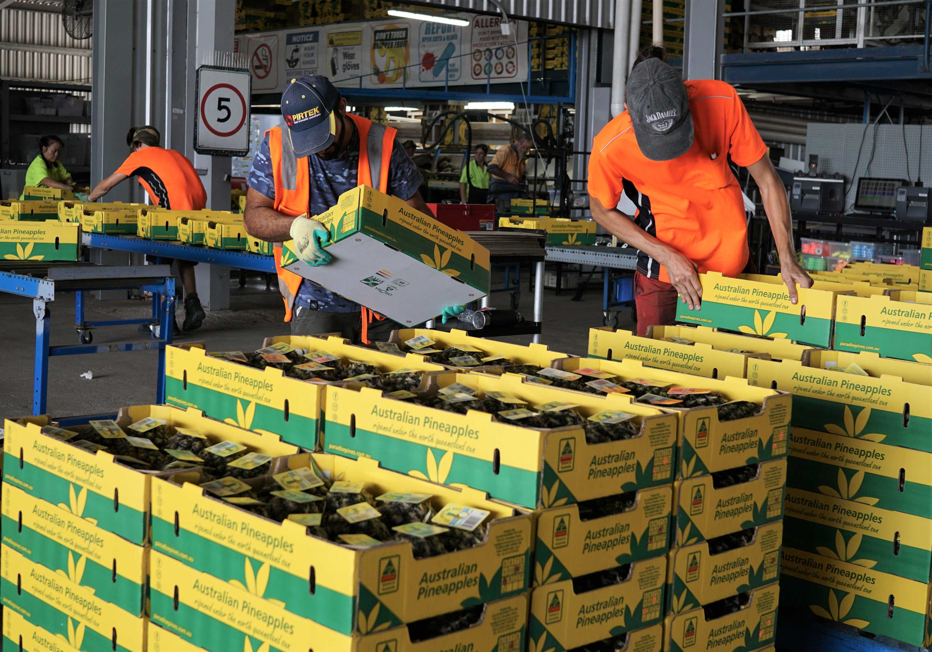 Pineapples could rot in the paddock this summer, with unreliable labour blamed ABC News