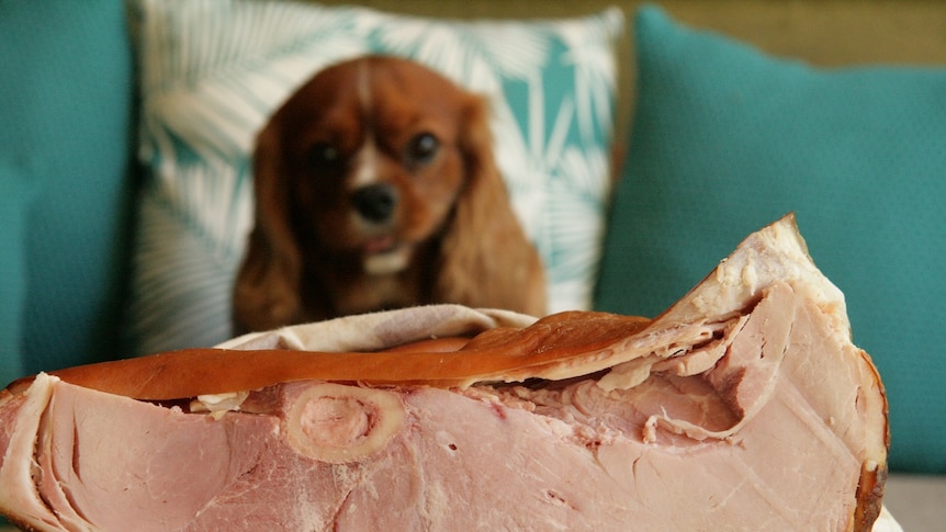 how long to boil ham bone so safe for dogs